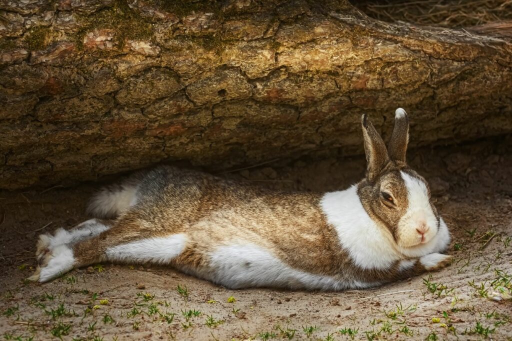 Kaninchen mit Trommelsucht liegt auf der Seite. Rabbit with meteorism lies on its side.