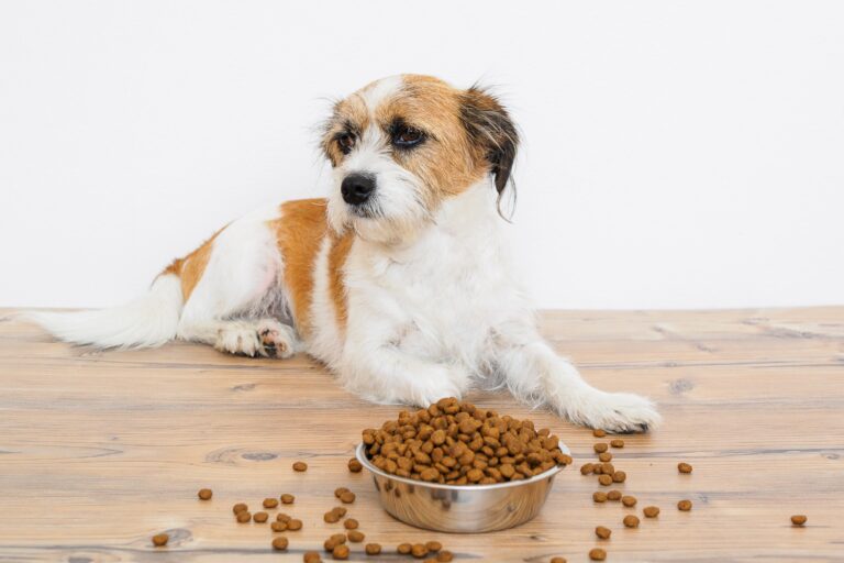 Prebiotics and probiotics support a heatlhy intestinal flora in dogs