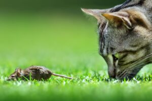 Deworming Cats: How Often Should I Deworm My Cat?