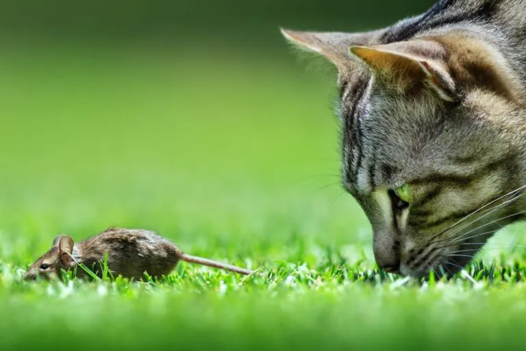 Cat on the Mouse Hunt