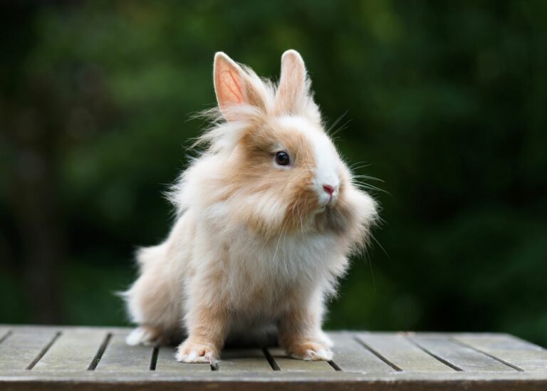 bicoloured lionhead rabbit