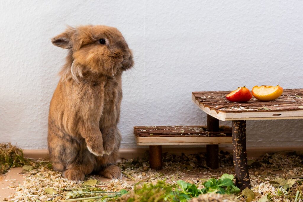 brown lionhead rabbit