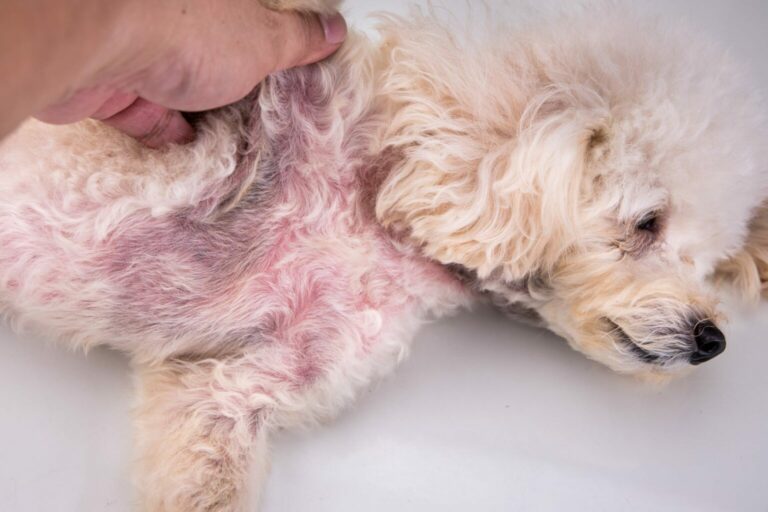 dog skin disease