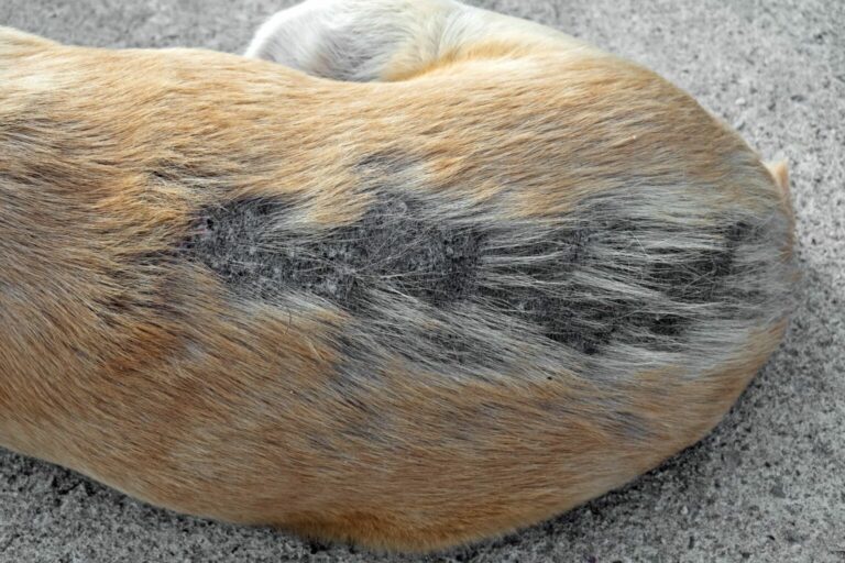 age-spots-on-dogs-skin