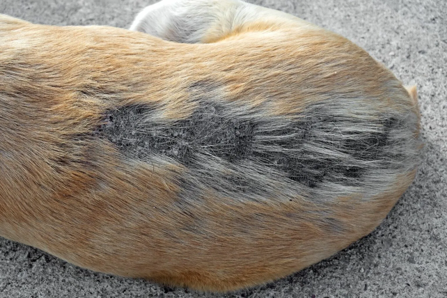 Flaky skin disease dog