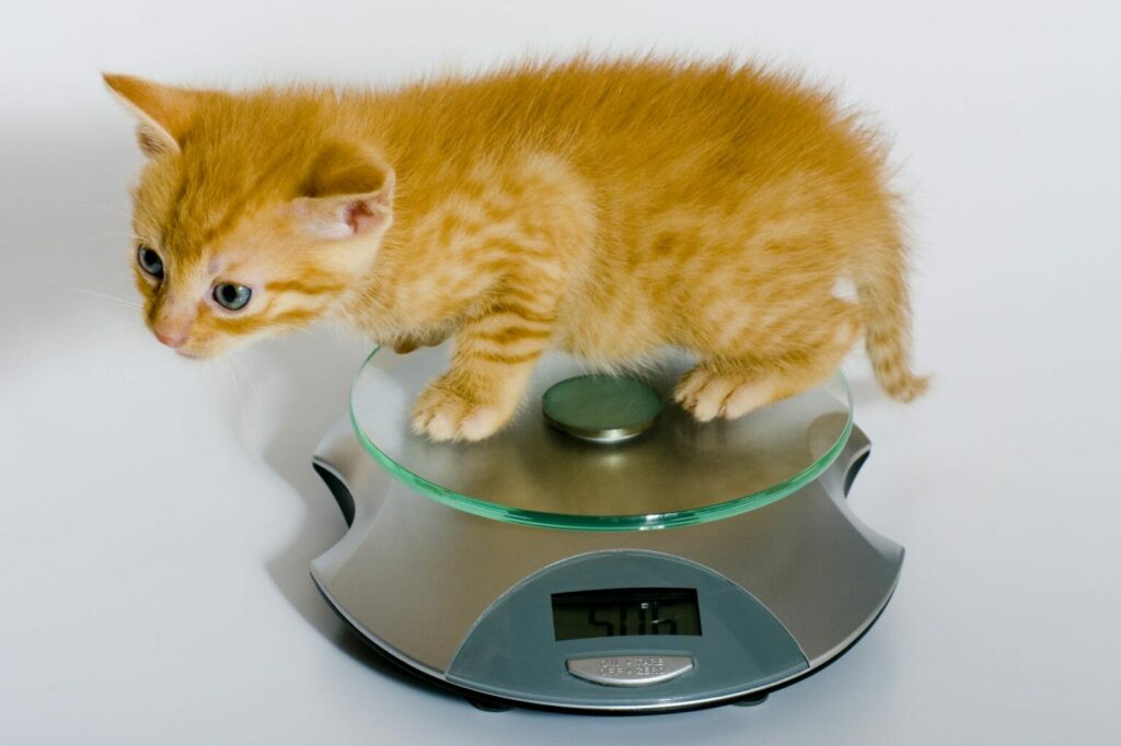 How to monitor your kitten's weight