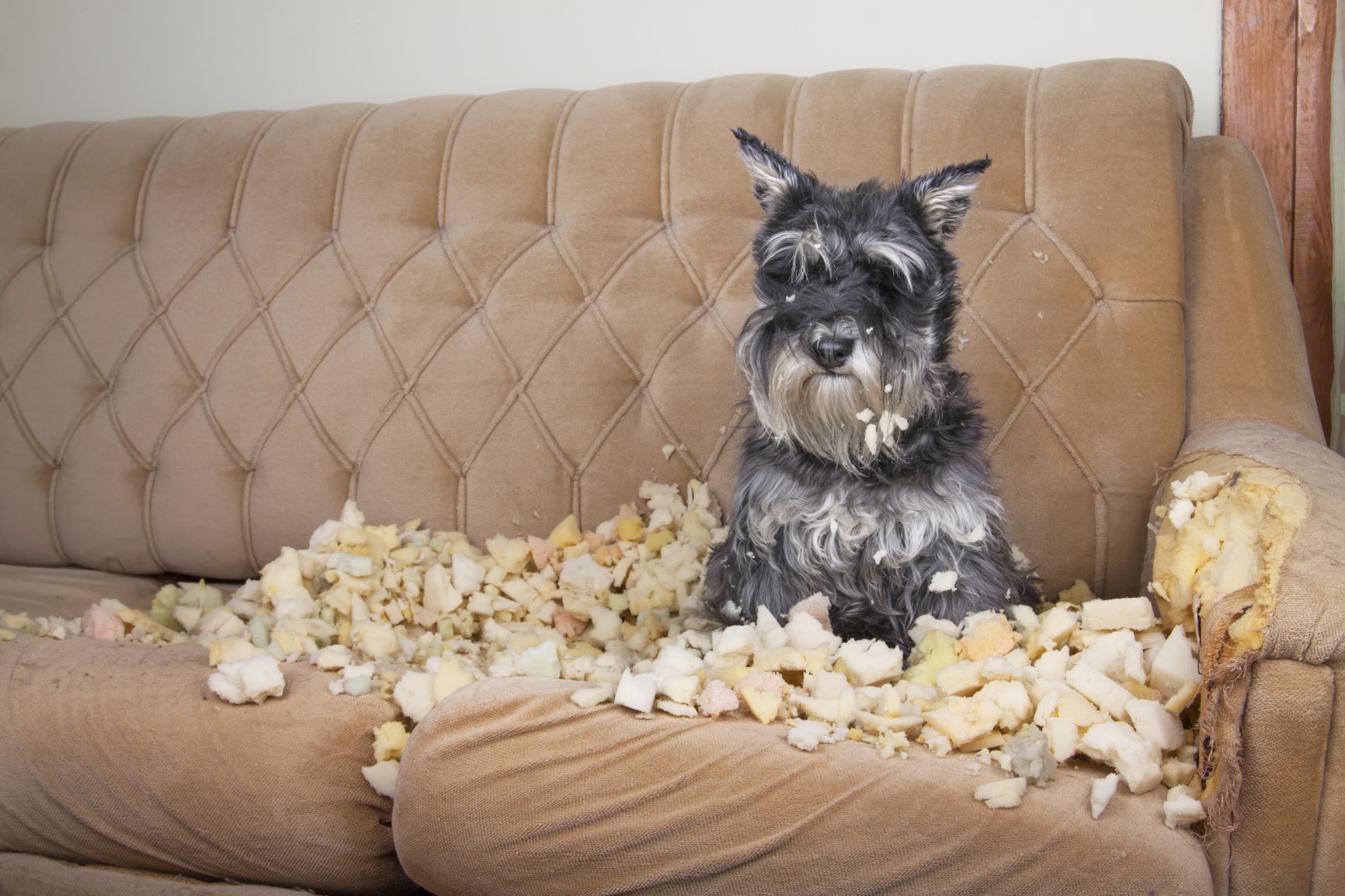 Puberty In Dogs What You Should Focus On Zooplus Magazine