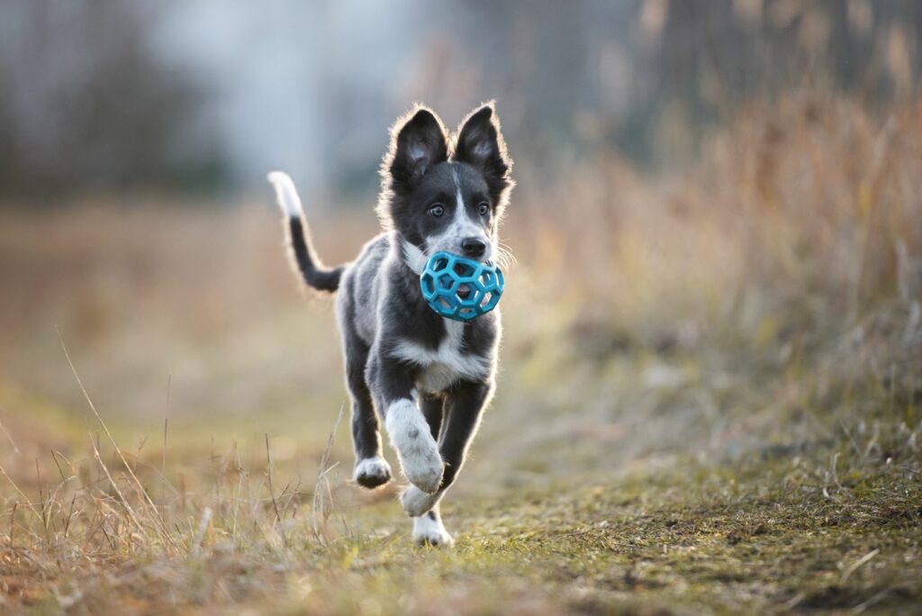 puppy playing ball