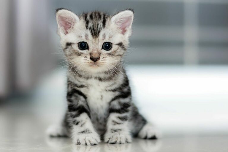 striped grey kitten