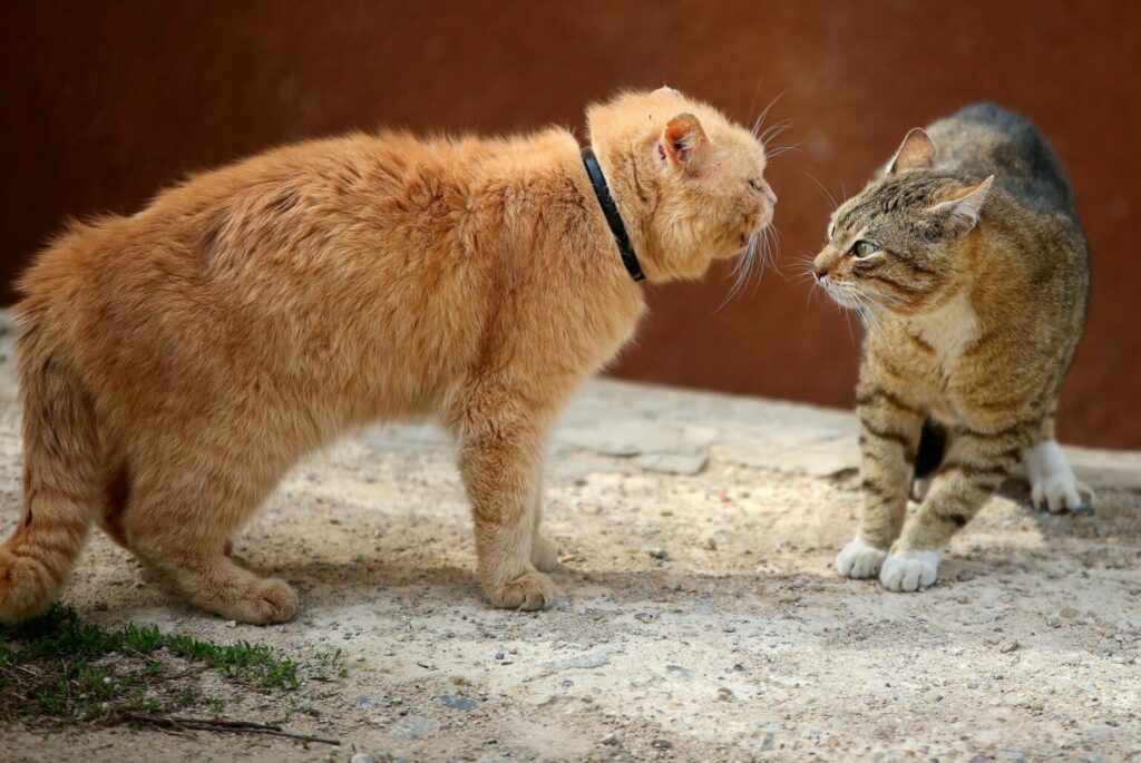 two cats fighting two cats fighting
