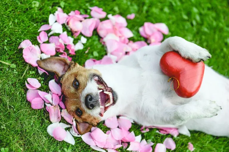 Spending Valentine's Day with Your Dog