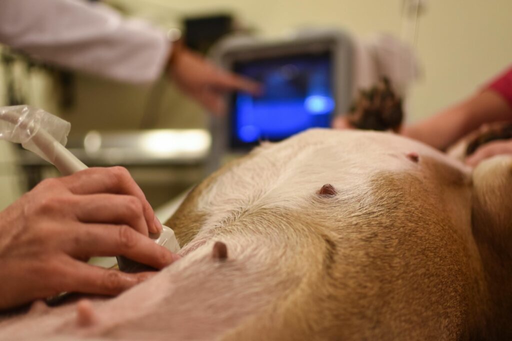Vet check renal insufficiency dog Vet check renal insufficiency dog