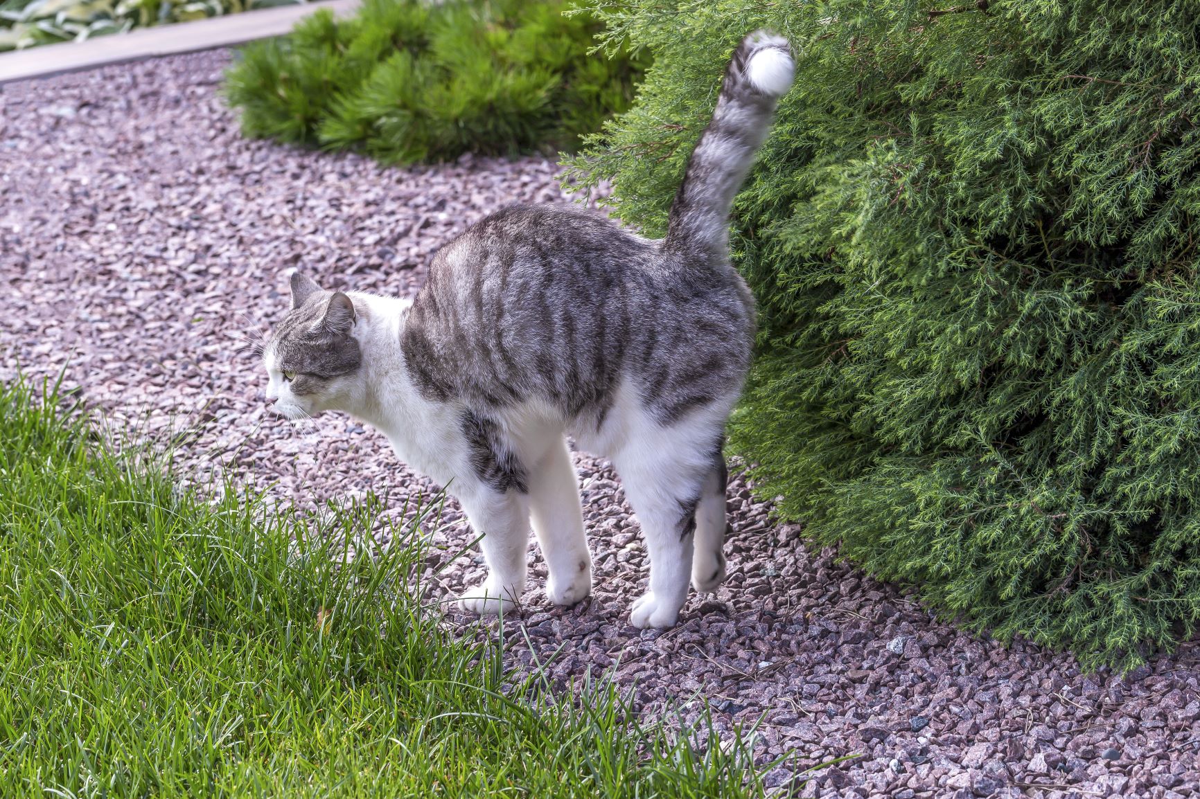 Cat in puberty marking