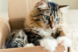 Why Do Cats Love Boxes? Here’s the Answer