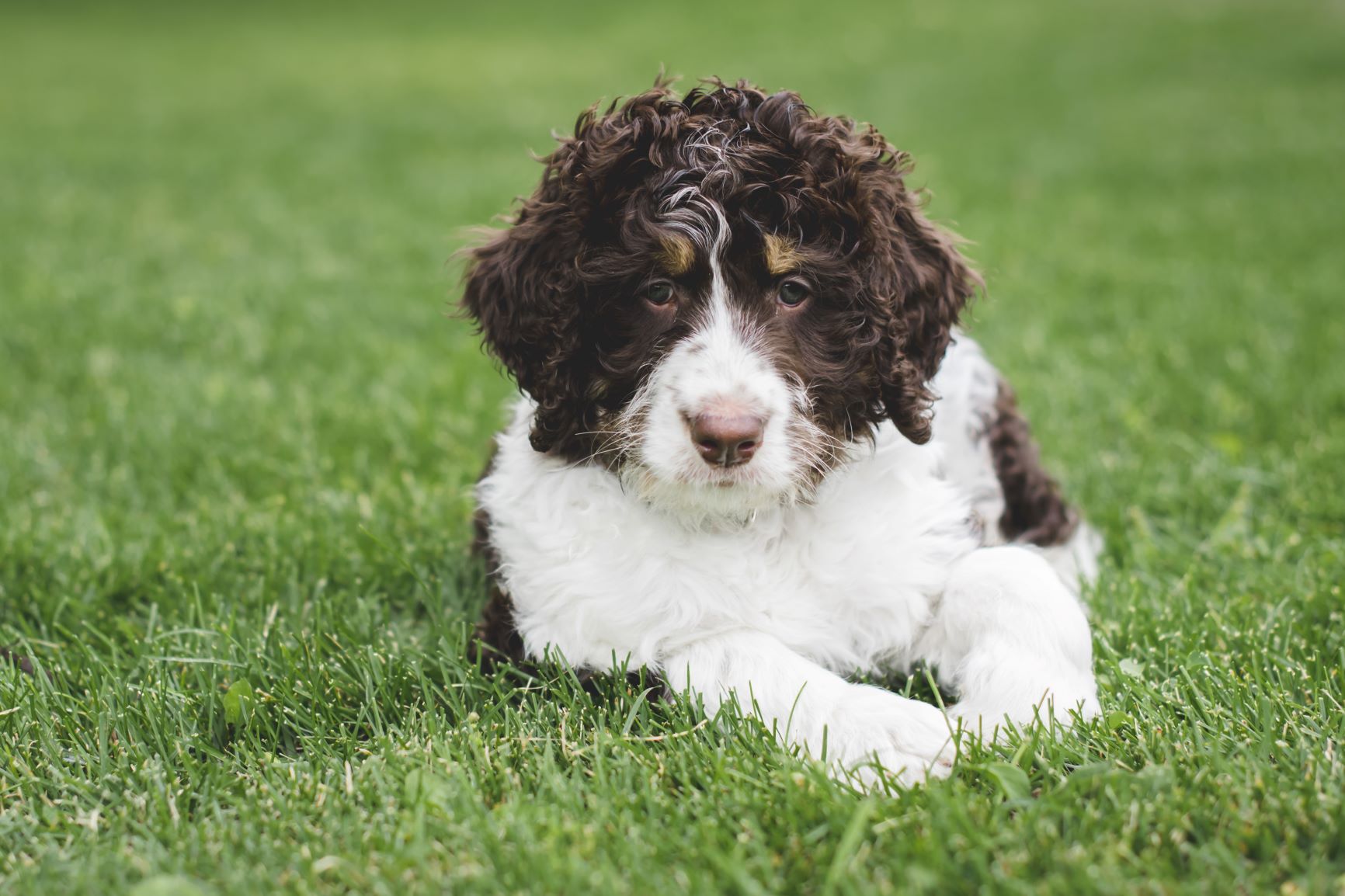 Bernedoodle vs Goldendoodle- Choose the Right Breed for Your Family