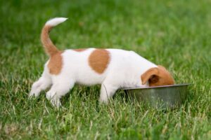 The Right Amount of Food for Puppies