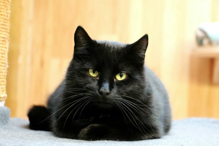 black cat Black cat