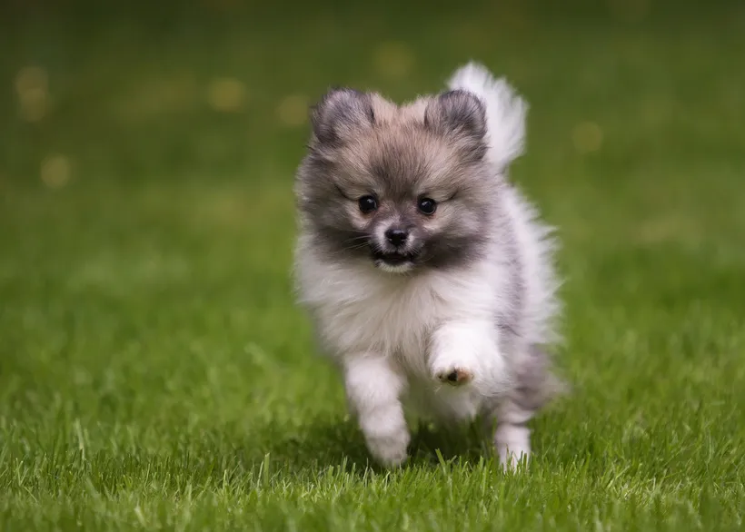 Grey tiny pomeranian puppy