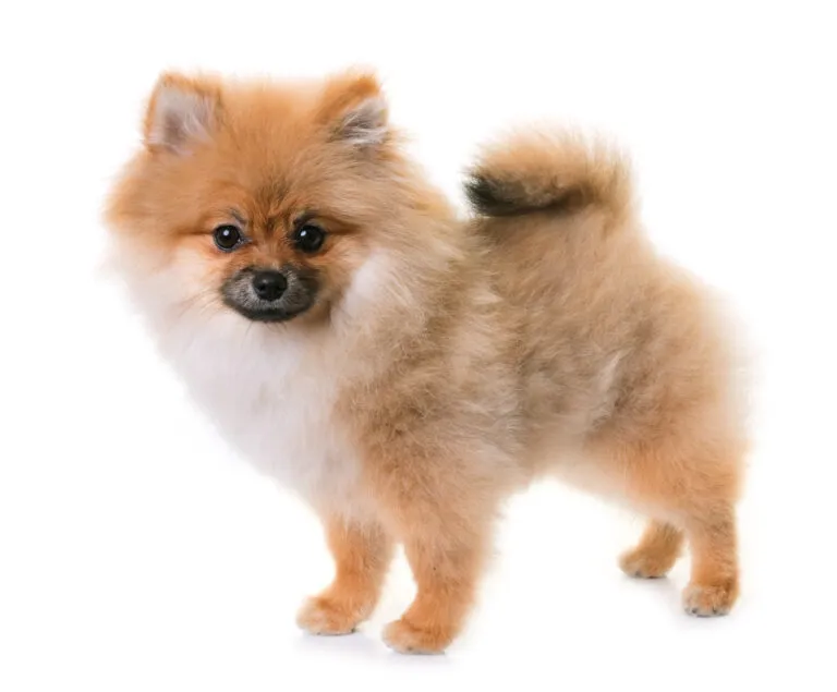 pomeranian puppy