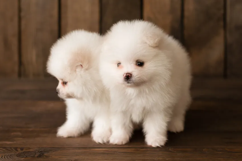 White cute pomeranian puppies