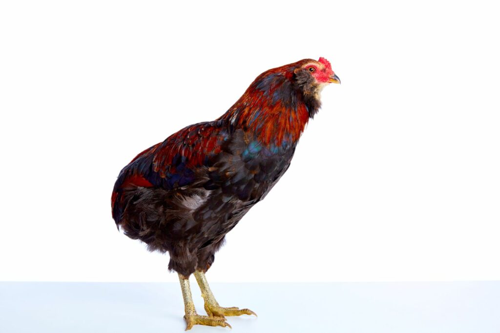 Araucaua chicken with problematic breed characteristics