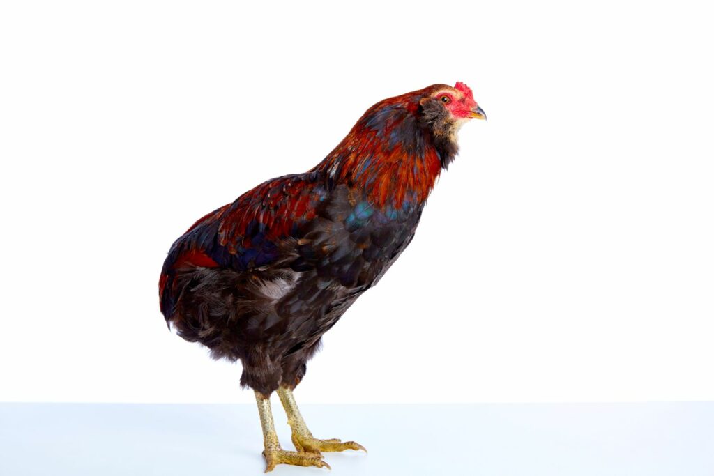 Araucana cockerels with problematic breed characteristics Araucaua chicken with problematic breed characteristics