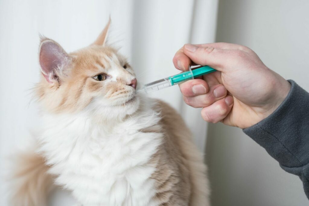 Administering soluble medicine to cat with syringe