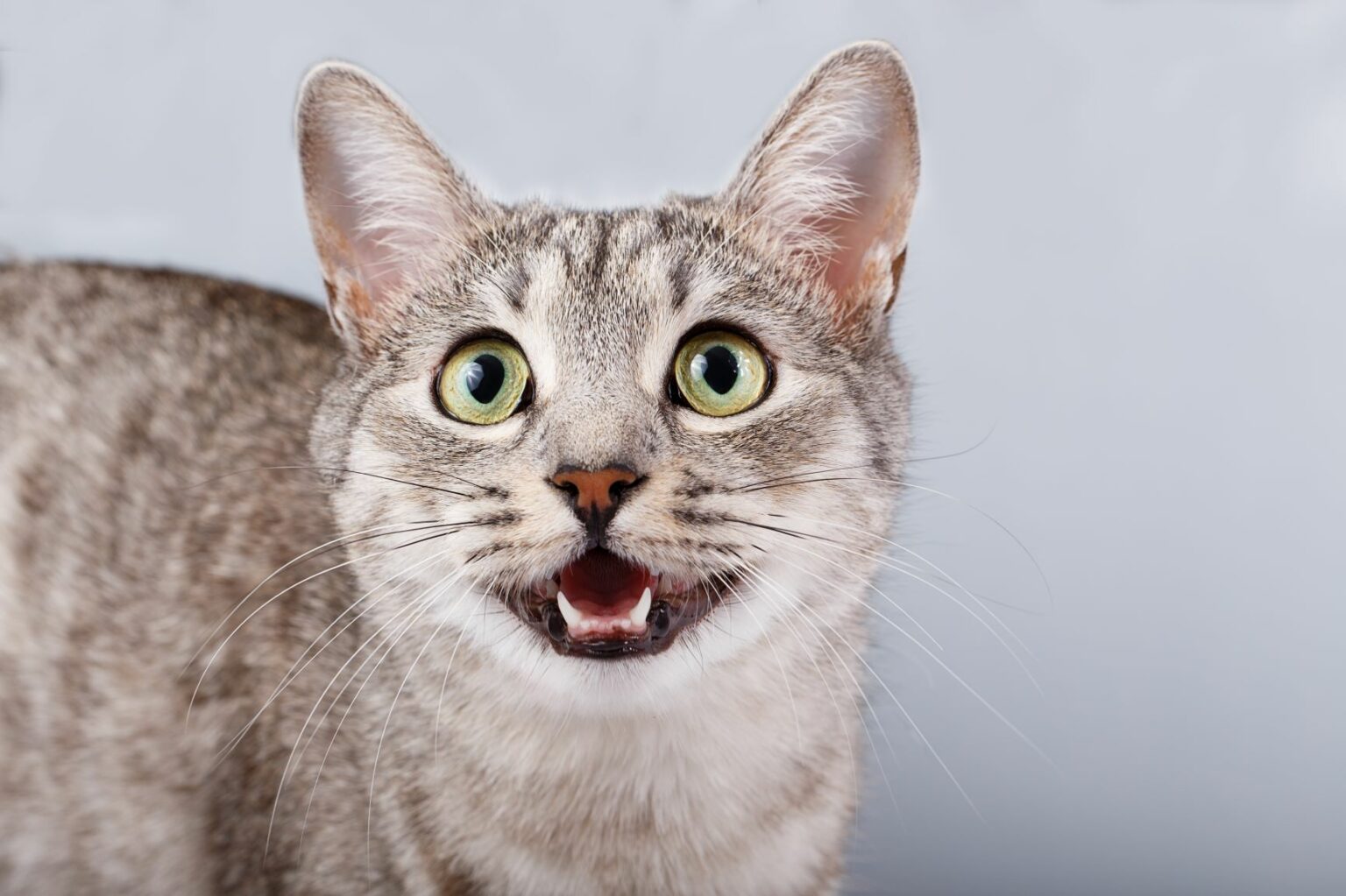 Cat sounds: what miaowing, purring and hissing really mean