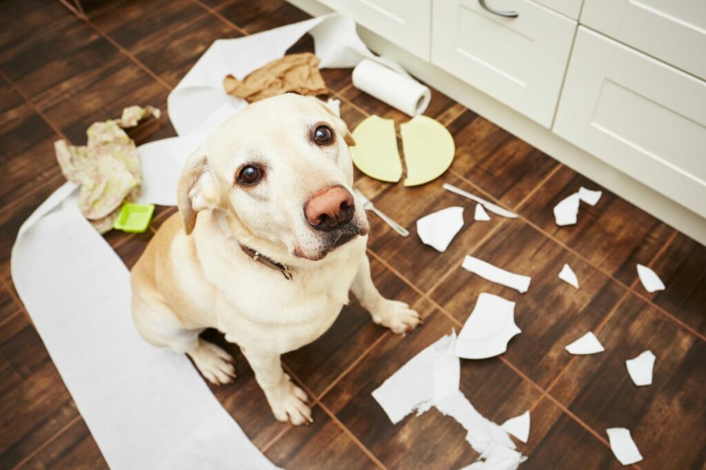 Dog destroying things