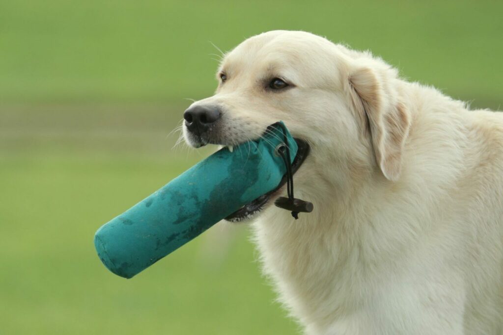 Dog playing fetch