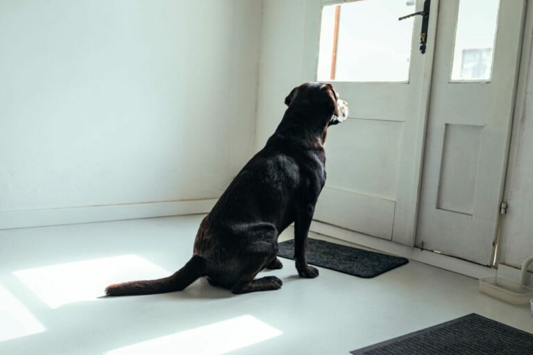 Anxious dog - separation anxiety