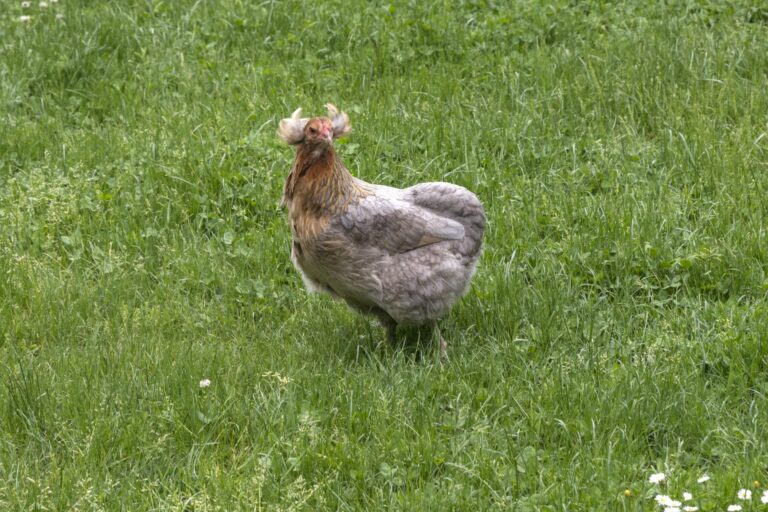 Grey araucana chicken on field