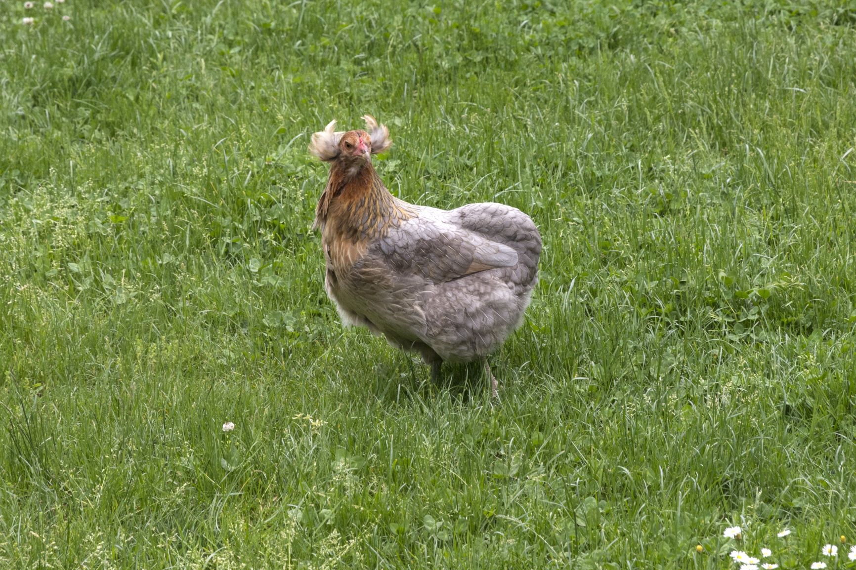 Araucana chickens | Health, History, Care | zooplus Magazine