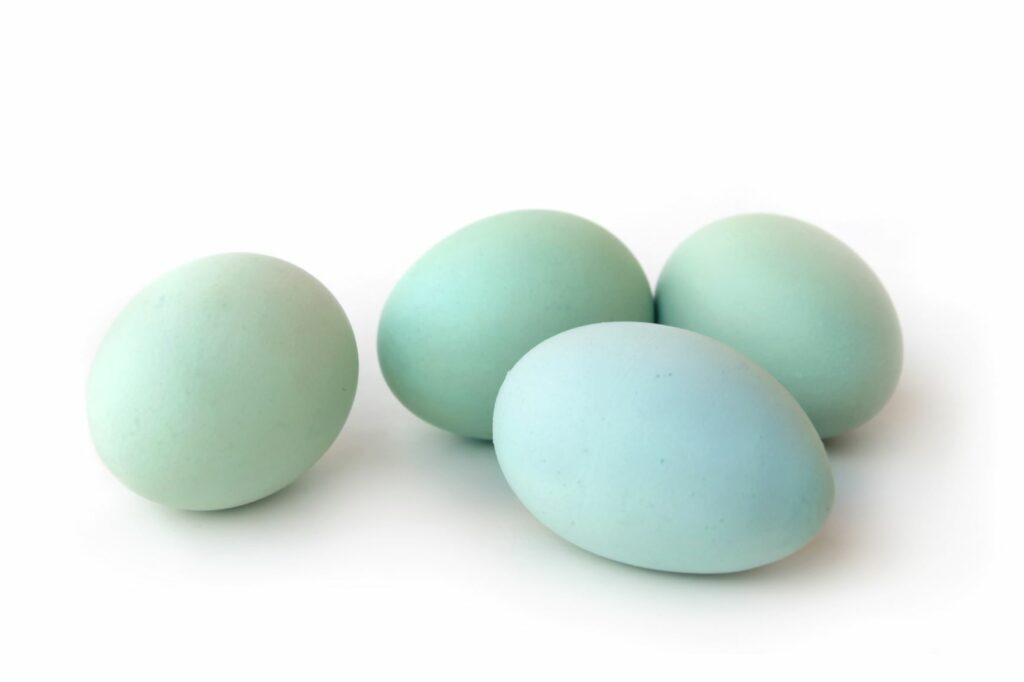 blue araucauna chicken eggs Blue Araucauna chicken eggs
