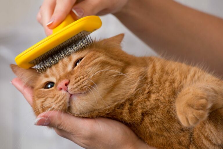 Cat grooming - what is important