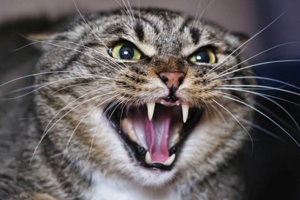 Cat sounds: what miaowing, purring and hissing really mean