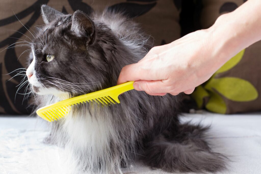 long haired cat being groomed