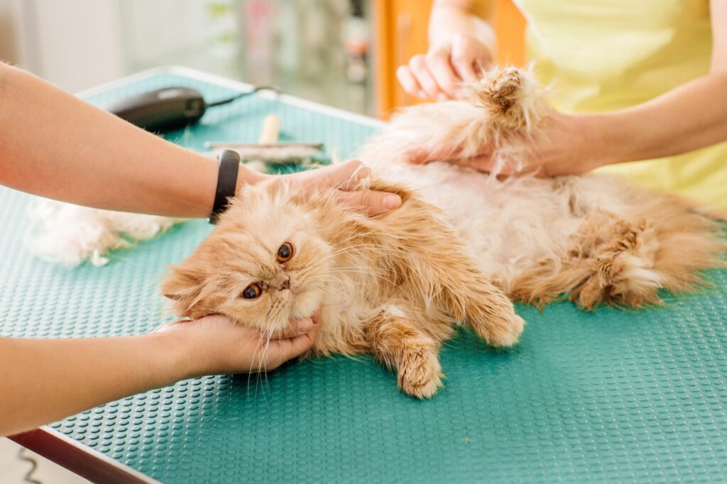 persian cat being shaved at vet
