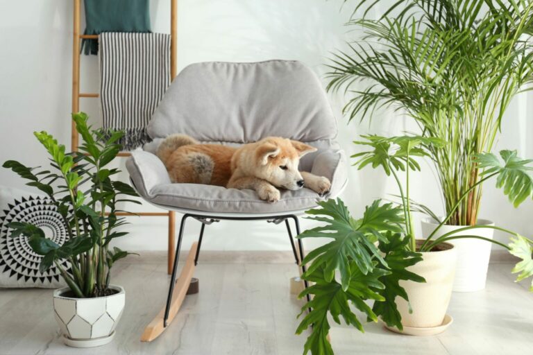 are rubber plants toxic to dogs