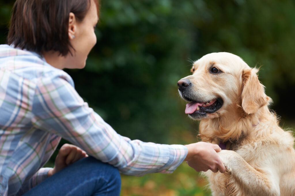 Golden retriever learning commands