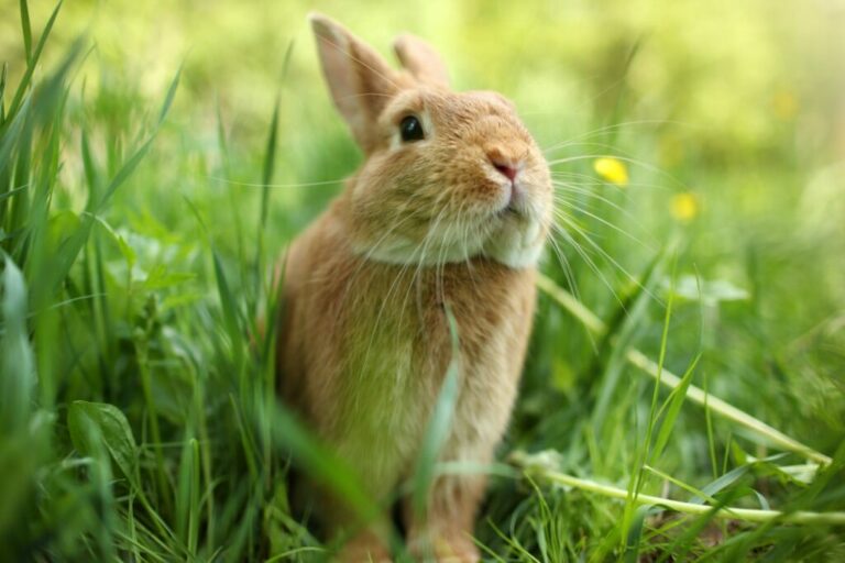 A rabbit in the grass