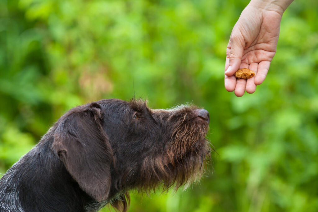 Teaching an adult dog