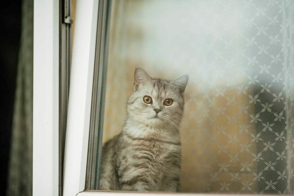 cat behind tilted window cat behind tilted window