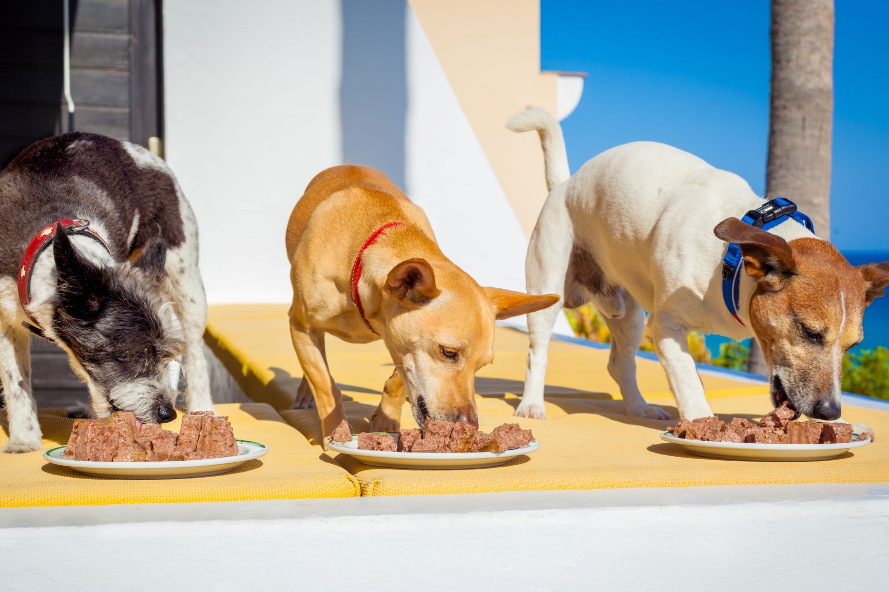 Hunde fressen Nassfutter von Teller