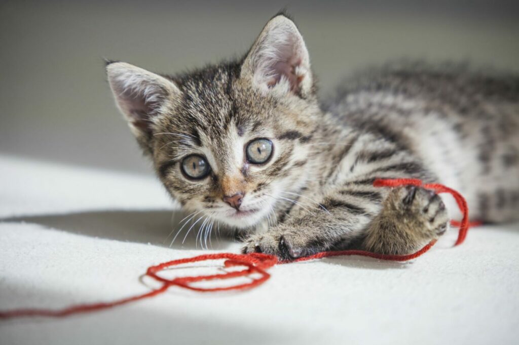string can be dangerous for kittens string can be dangerous for kittens