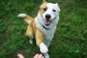 Training adult dogs