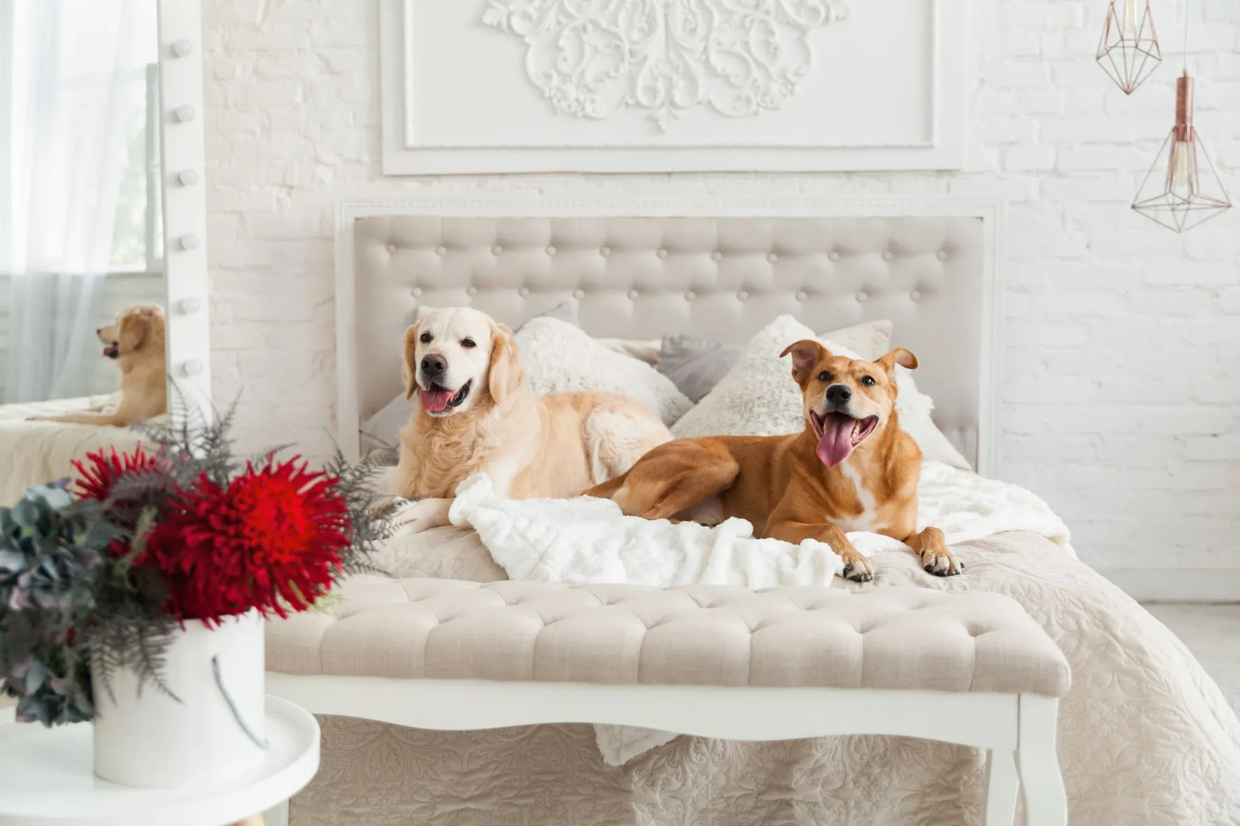 Checking dog boarding facility before leaving pet