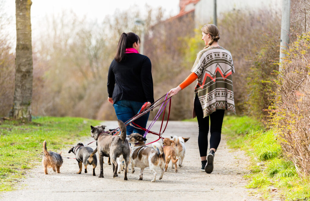 Dog sitters walking their customers