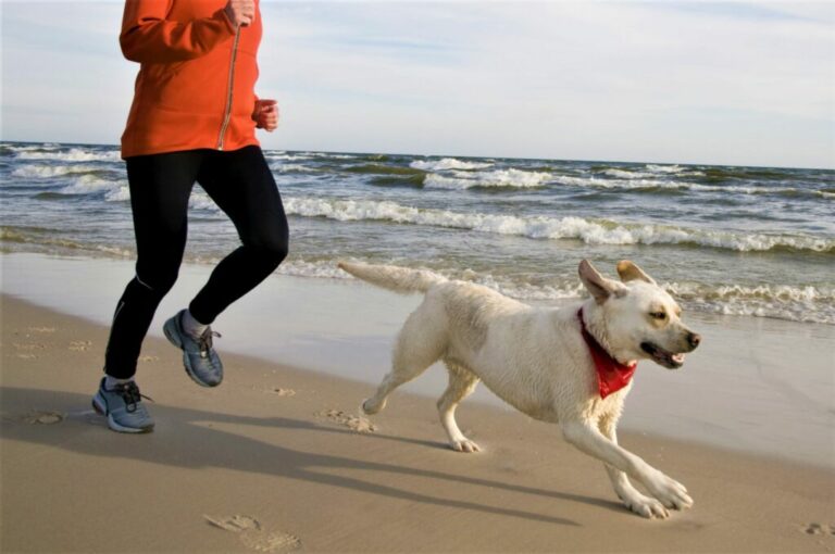 Jogging with your dog Jogging on the beach with your dog