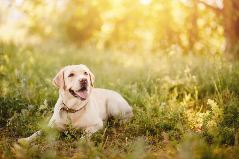 Happy Labrador in the park on a summer's day